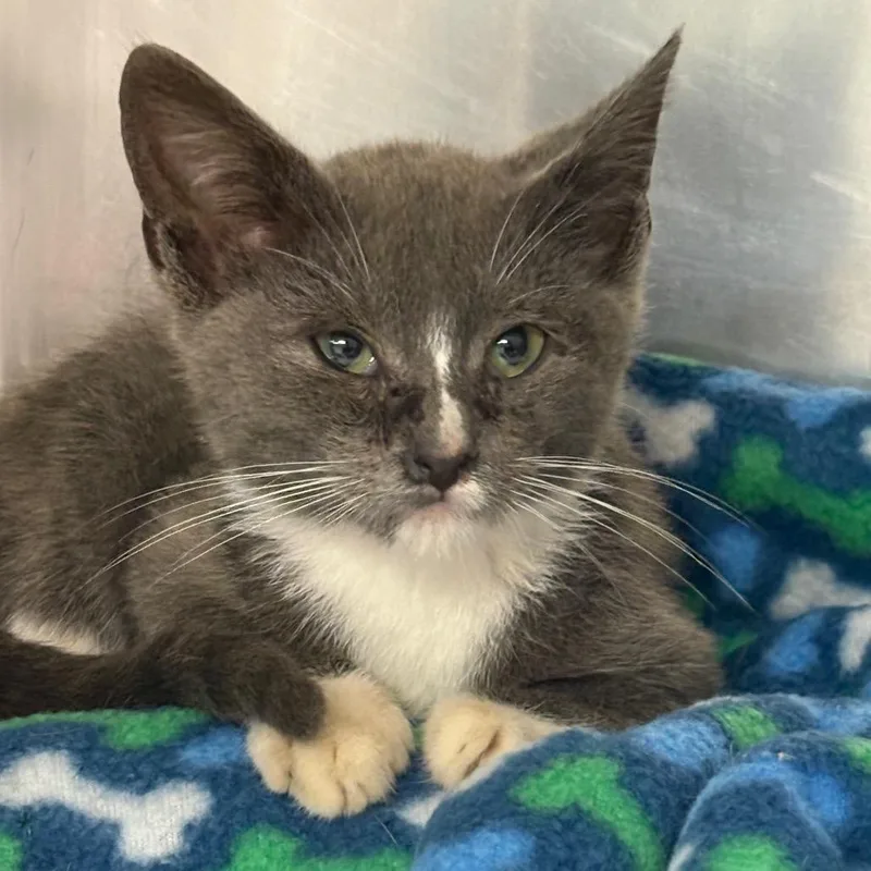 A baby small-sized male Gray / Blue / Silver Domestic Short Hair cat named Frito for adoption in Newark, NJ
