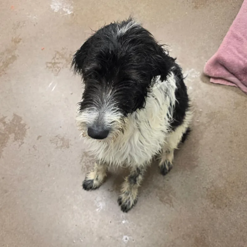 A young medium-sized male Black Cattle Dog dog named Tux for adoption in Chattanooga, TN