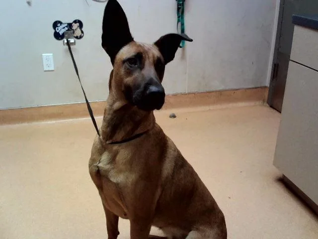 A young large-sized female Belgian Shepherd / Malinois dog named Boise for adoption in Martinez, CA