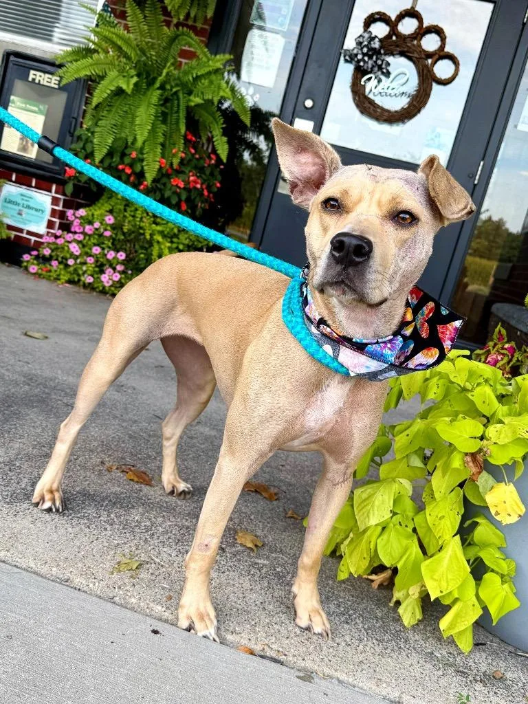 An adult medium-sized female Pit Bull Terrier dog named Sadie Sue for adoption in Effingham, IL