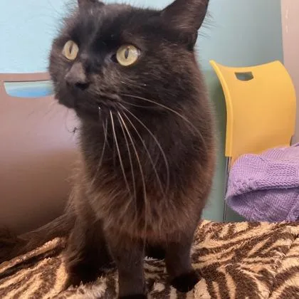 An adult small-sized male Domestic Long Hair cat named TBone for adoption in Janesville, WI