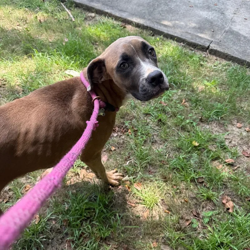 A young medium-sized female Brown / Chocolate Mixed Breed dog named Clover for adoption in Hamilton, GA