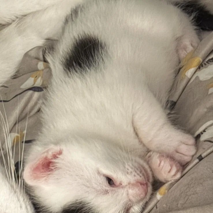 A baby small-sized male White Domestic Short Hair cat named Trent for adoption in Brooklyn, NY