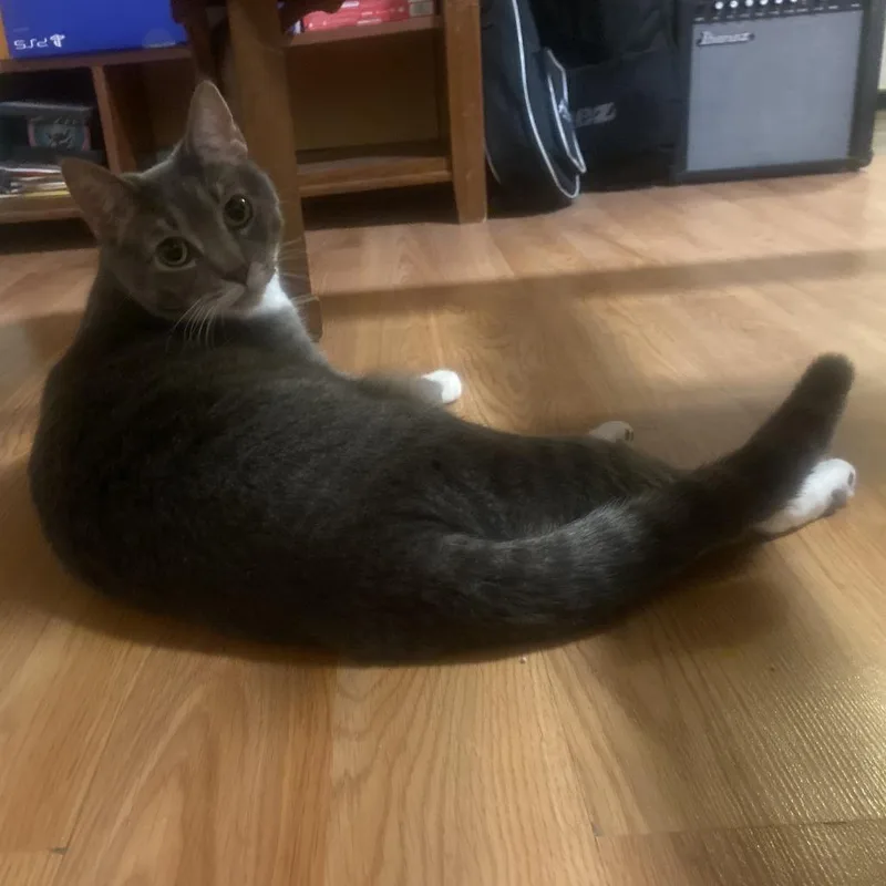 An adult small-sized female Gray / Blue / Silver Domestic Short Hair cat named Sophie for adoption in Abingdon, MD