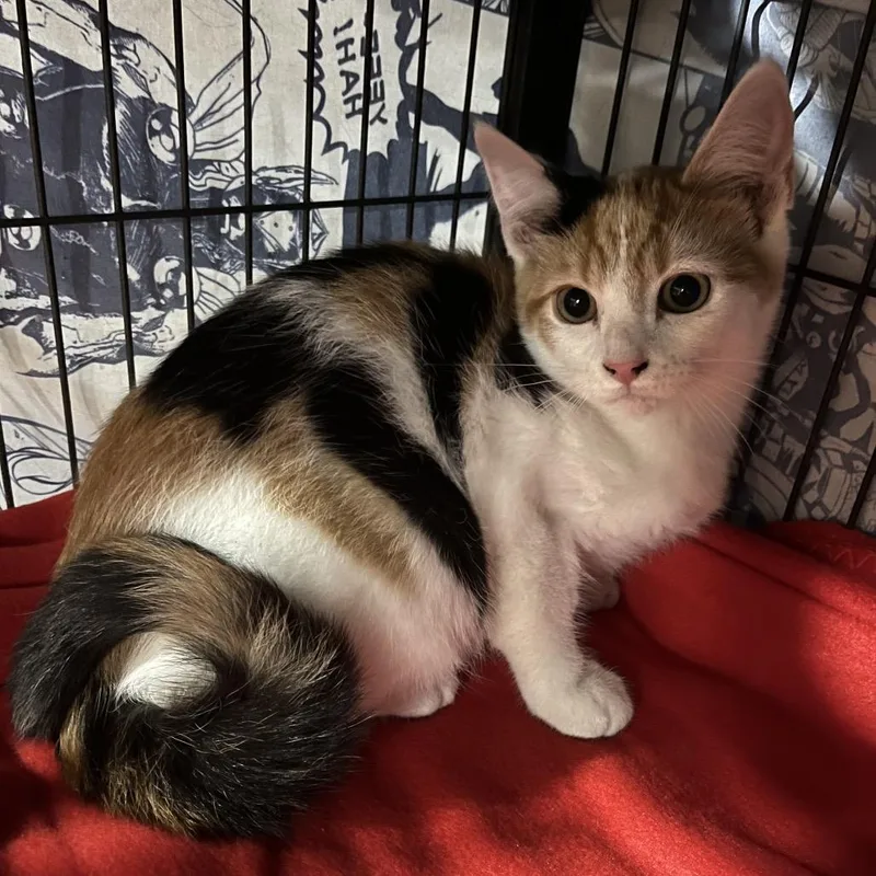 A baby small-sized female Calico Domestic Short Hair cat named Katie for adoption in Waldorf, MD