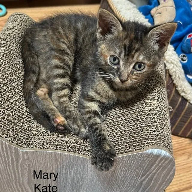 A baby small-sized female Domestic Short Hair cat named Marykate for adoption in Auburn, CA