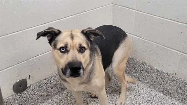 An adult large-sized male German Shepherd Dog dog named Homer for adoption in Tucson, AZ