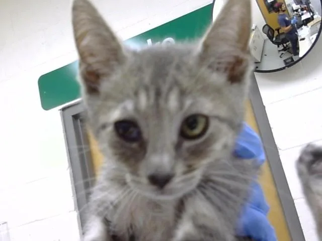 A baby small-sized male Domestic Short Hair cat named Comet for adoption in Naples, FL