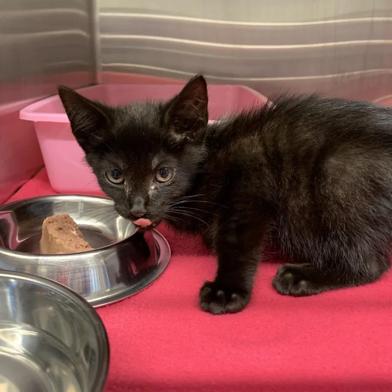 A baby small-sized male Black Domestic Short Hair cat named Jawline for adoption in Morganton, NC