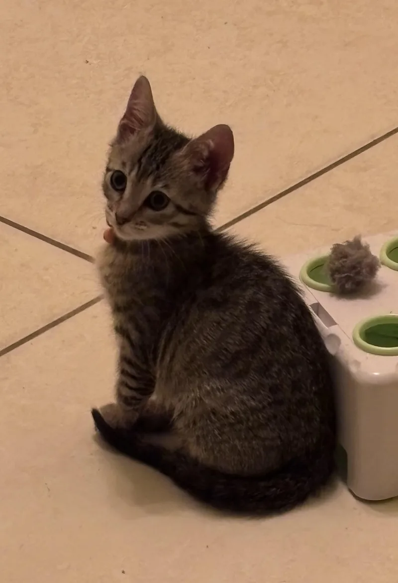A baby medium-sized male Tabby (Brown / Chocolate) Domestic Short Hair cat named Dewey for adoption in Lauderhill, FL
