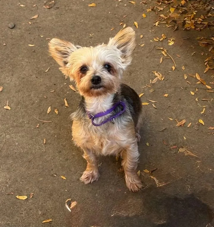 An adult small-sized female Yorkshire Terrier dog named Lisa for adoption in Buffalo, NY