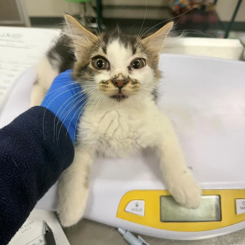 A baby small-sized male Brown / Chocolate Domestic Short Hair cat named Jake for adoption in Las Cruces, NM
