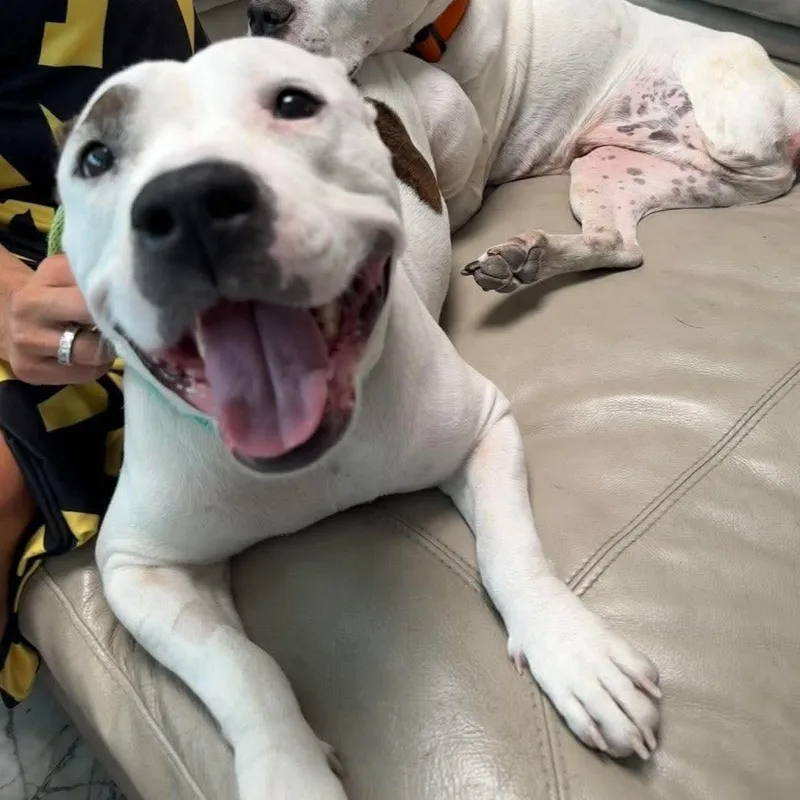 An adult large-sized female Pit Bull Terrier dog named Chloe for adoption in Las Vegas, NV