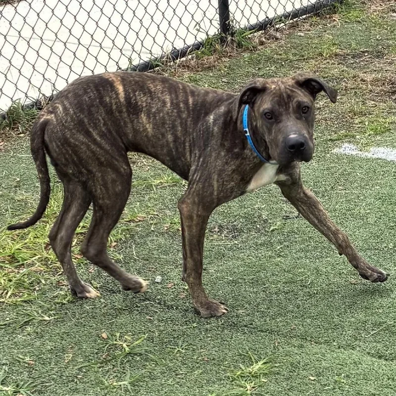 An adult large-sized male Brindle Mixed Breed dog named Tallon for adoption in Memphis, TN