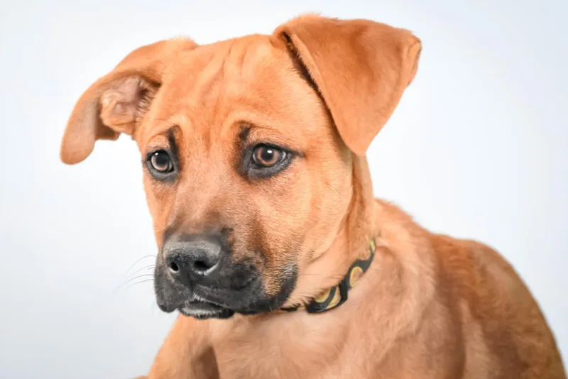 A baby small-sized female Black Mouth Cur dog named Clam for adoption in Loveland, CO