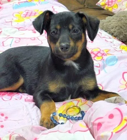 A baby medium-sized female Cattle Dog dog named Dolly for adoption in Aurora, IL