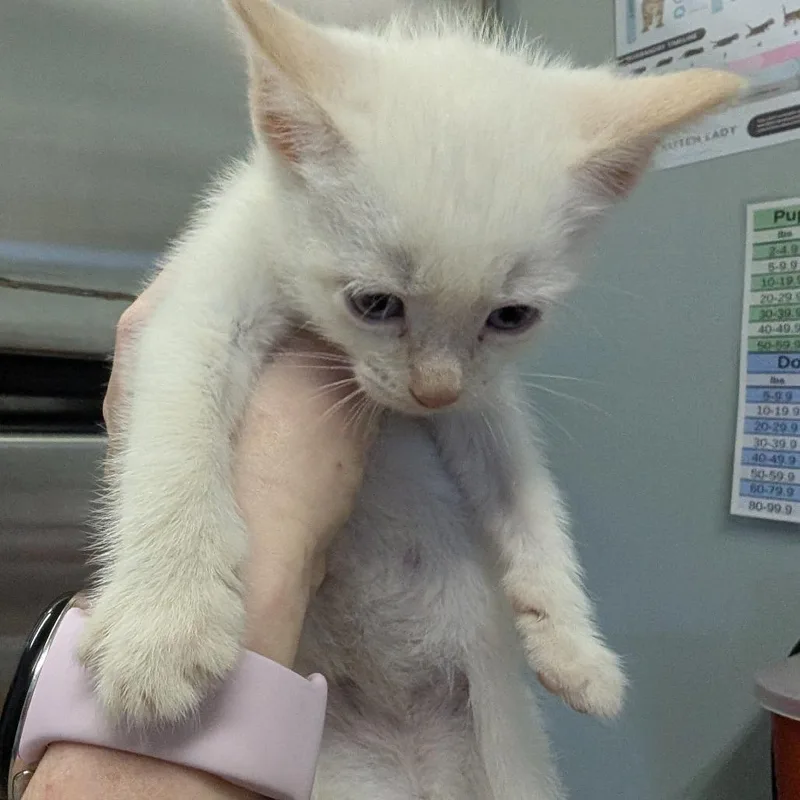 A baby small-sized male Flame Point Domestic Short Hair cat named Cinnamon Toast Crunch for adoption in Columbia, MO