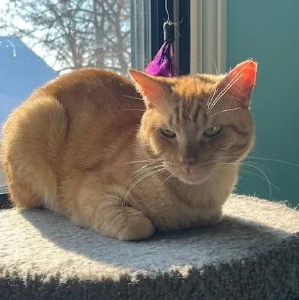 Rufus Sf thumbnail 3