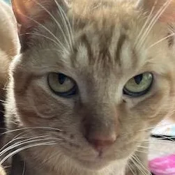 Rufus Sf thumbnail 4