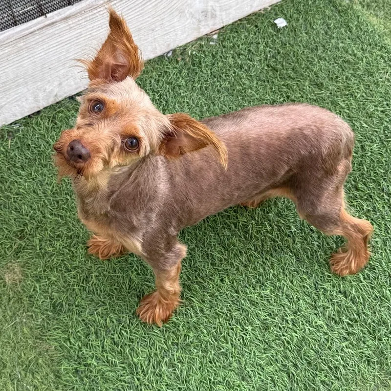 An adult small-sized female Brown / Chocolate Yorkshire Terrier dog named Lumi for adoption in LOXAHATCHEE, FL