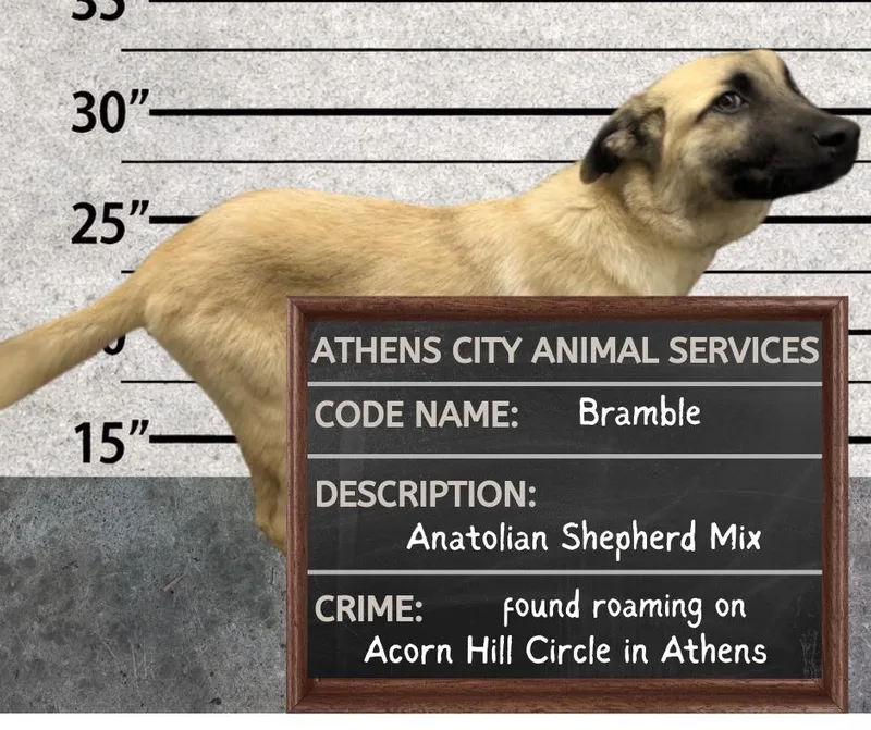 A baby large-sized male Anatolian Shepherd dog named Bramble for adoption in Athens, AL