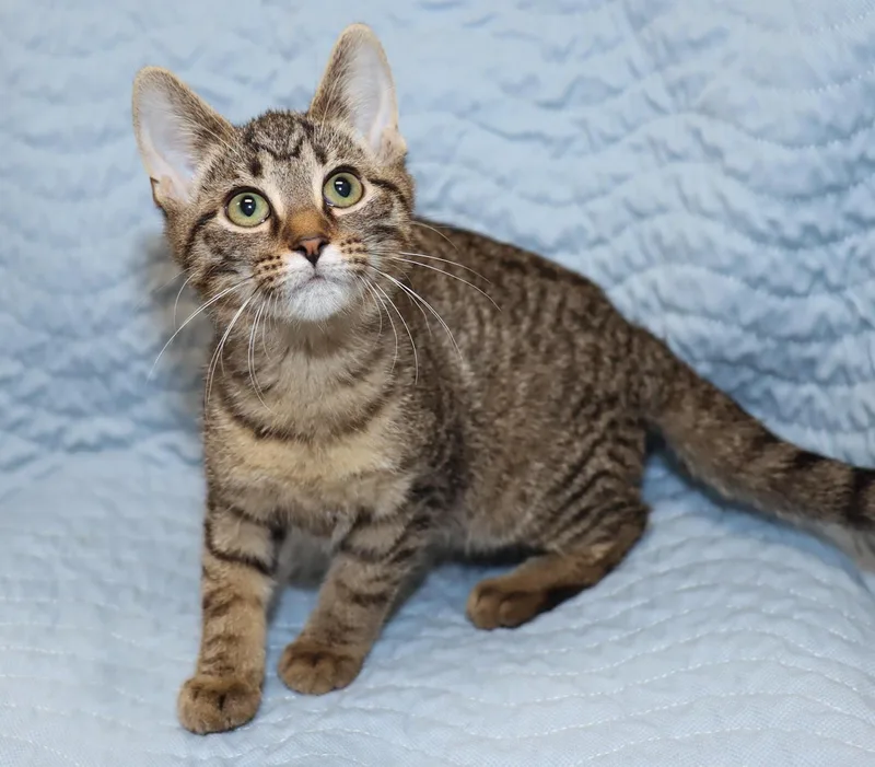 A baby medium-sized female Tabby (Brown / Chocolate) Tabby cat named Kiki for adoption in Euclid, OH