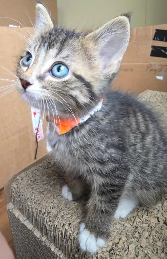 A baby medium-sized male Tabby (Brown / Chocolate) Domestic Short Hair cat named Howard for adoption in Tomah, WI