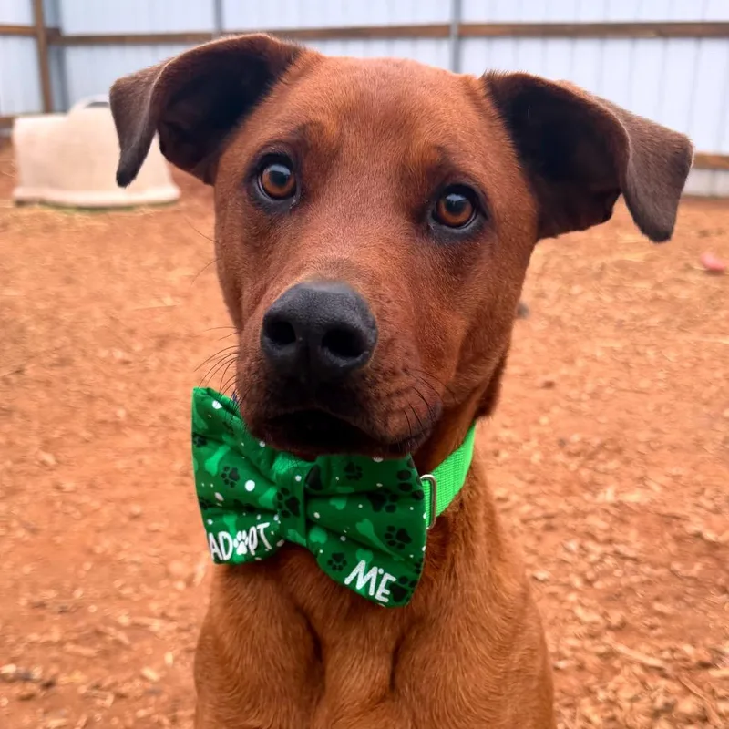 An adult medium-sized male Brown / Chocolate Mixed Breed dog named Bloomington for adoption in Moab, UT