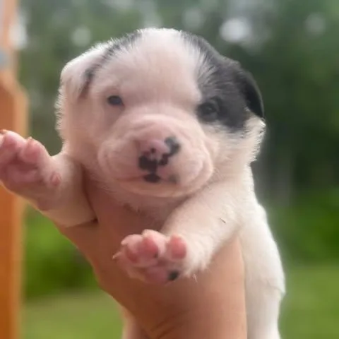 Gigi thumbnail 3