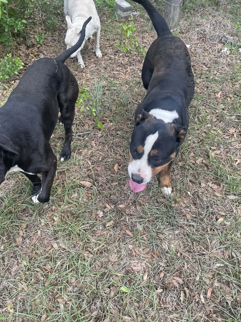 An adult large-sized male Bicolor American Bully dog named Hombre for adoption in Panama city, FL