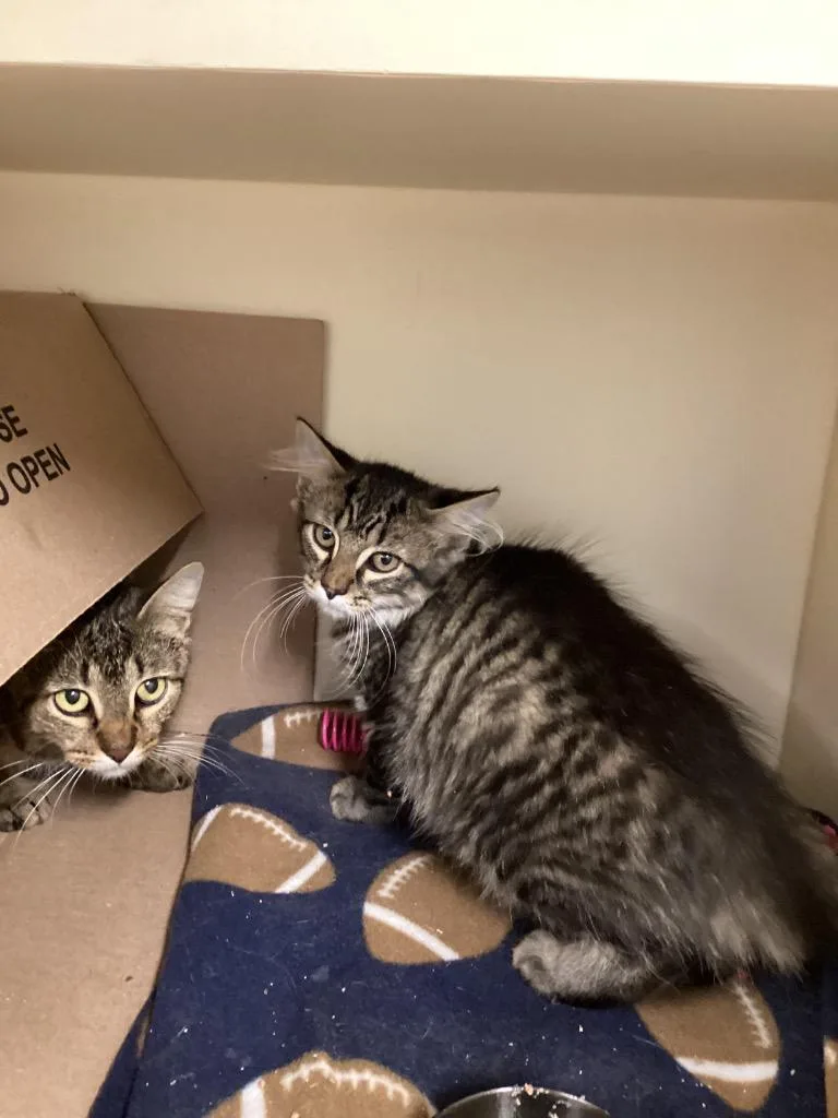 A baby medium-sized male Domestic Short Hair cat named Steve for adoption in Bloomington, IN