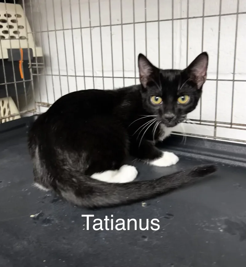 A baby medium-sized male Tuxedo cat named Tatianus for adoption in Ringwood, NJ