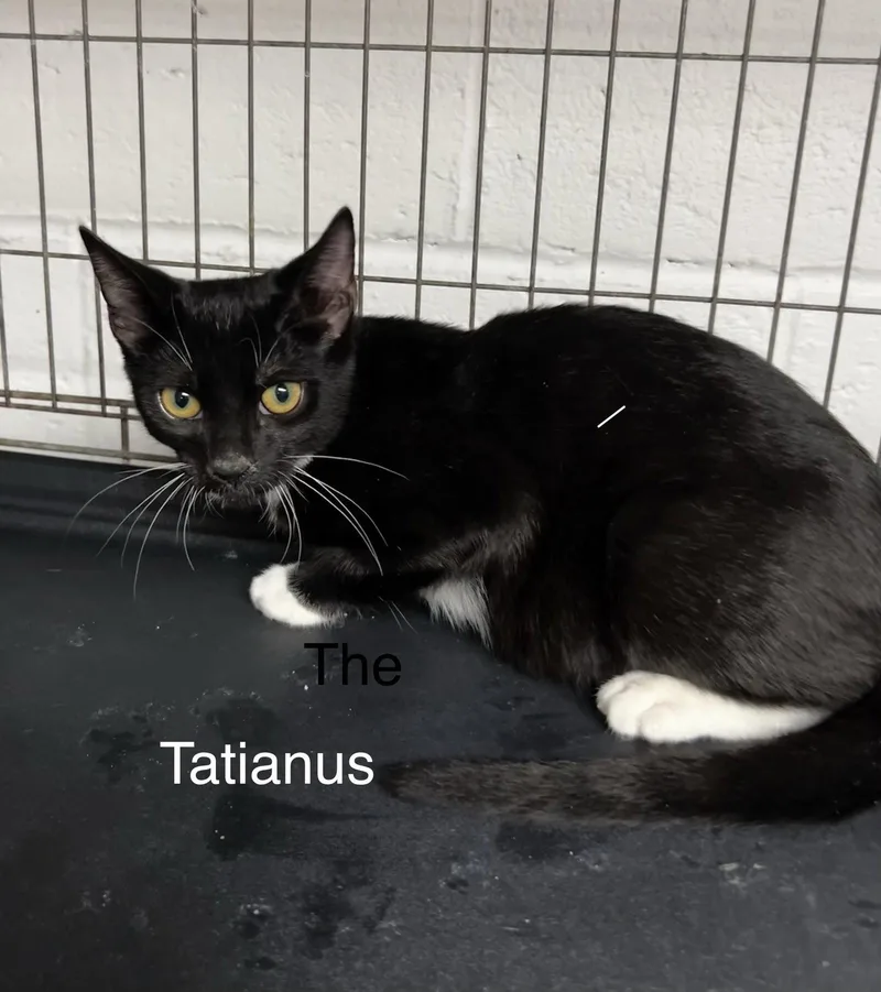 Tatianus thumbnail 2