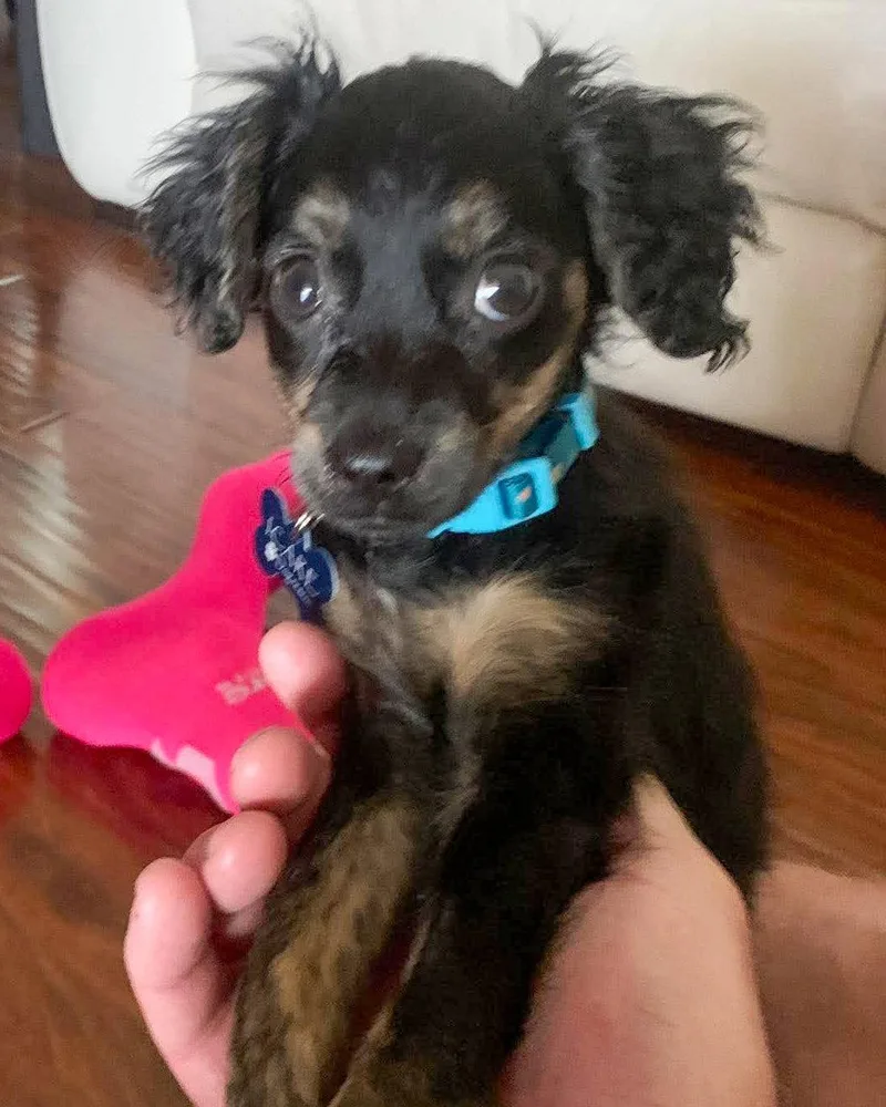 A baby small-sized female Spaniel dog named Suki for adoption in Corona, CA