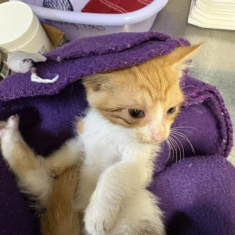A baby small-sized female Orange / Red Domestic Short Hair cat named Wet for adoption in Windsor, VA