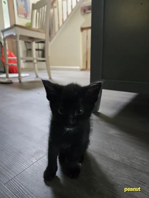 Peanut