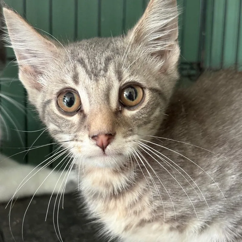 A baby small-sized male Gray / Blue / Silver Domestic Short Hair cat named Parker for adoption in Johnstown, PA