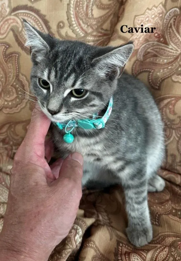 A baby medium-sized male Domestic Short Hair cat named Caviar for adoption in Morehead, KY