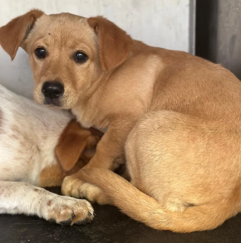 A baby small-sized female Mixed Breed dog named Bonnie for adoption in Rome, GA