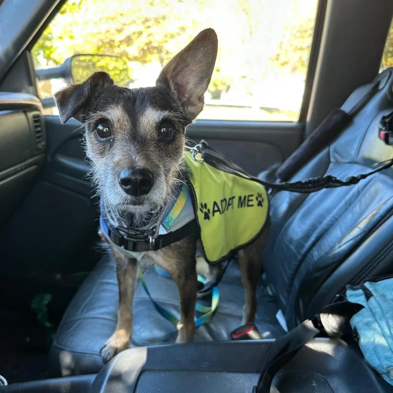 A senior small-sized female Terrier dog named Itty for adoption in Logan, UT