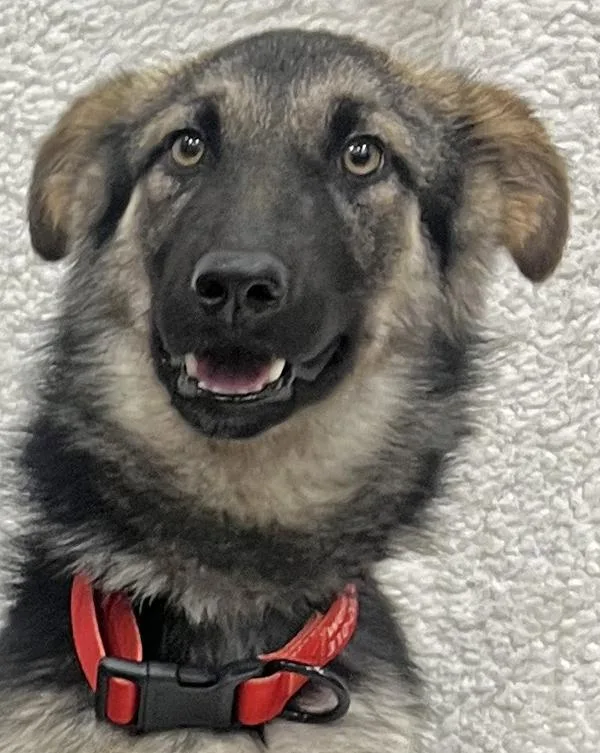 A young large-sized female Black German Shepherd Dog dog named Mary Kate Von Mehren for adoption in Los Angeles, CA