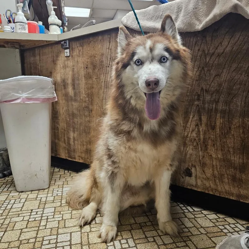 Popsicle thumbnail 2