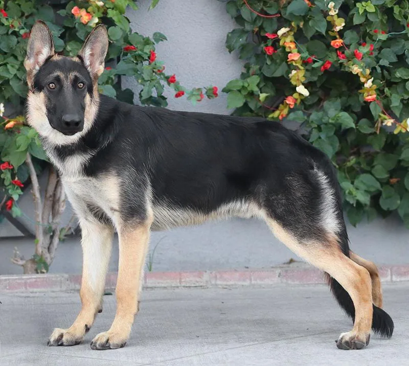 A young large-sized male Black German Shepherd Dog dog named Cassidy von Castell for adoption in Los Angeles, CA