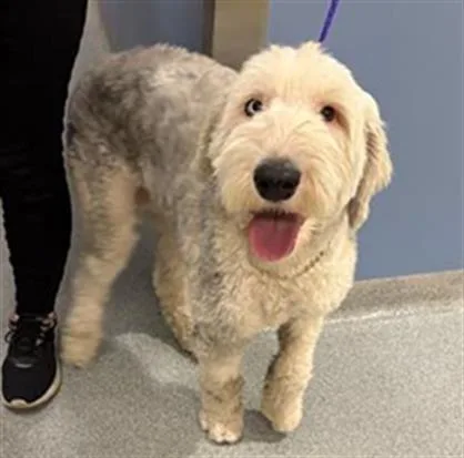 A young large-sized female Old English Sheepdog dog named Bailey for adoption in Tustin, CA