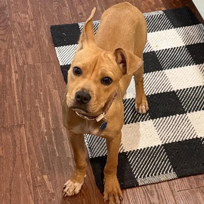 A young medium-sized female Pit Bull Terrier dog named Ramsey for adoption in Medford, NY