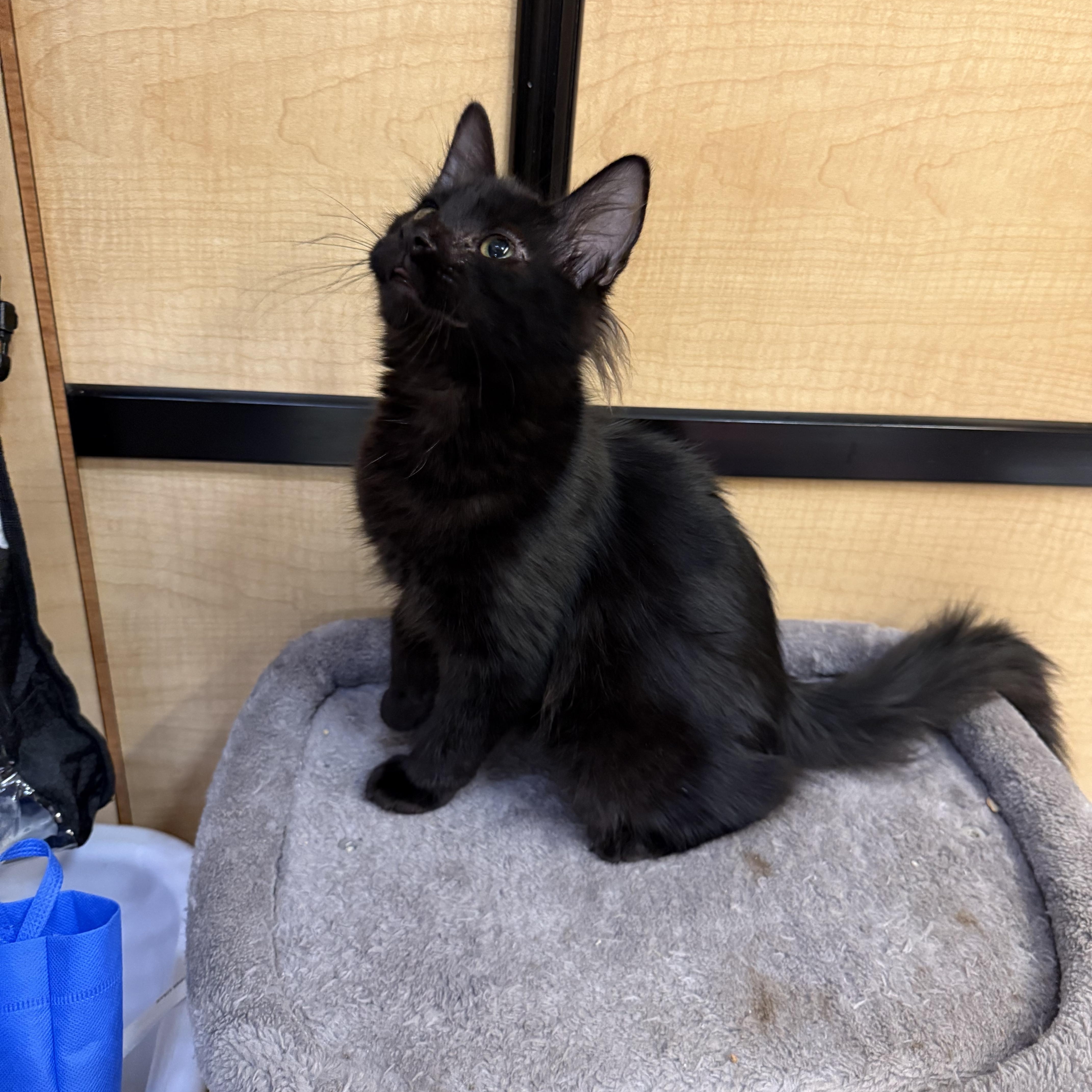 A baby large-sized male Black Maine Coon cat named Benn for adoption in Fresno, CA