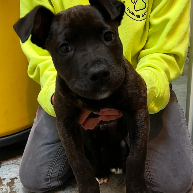 A baby medium-sized male Brown / Chocolate Pit Bull Terrier dog named Danny for adoption in Port Angeles, WA