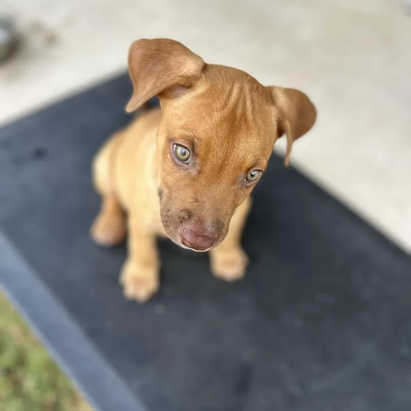 A baby small-sized male Brown / Chocolate Terrier dog named Tide for adoption in Boerne, TX