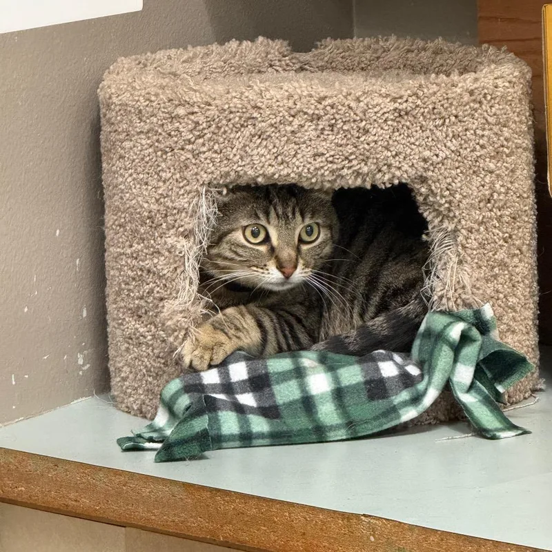 An adult large-sized female Brown / Chocolate Domestic Short Hair cat named Lily for adoption in Westminster, CA