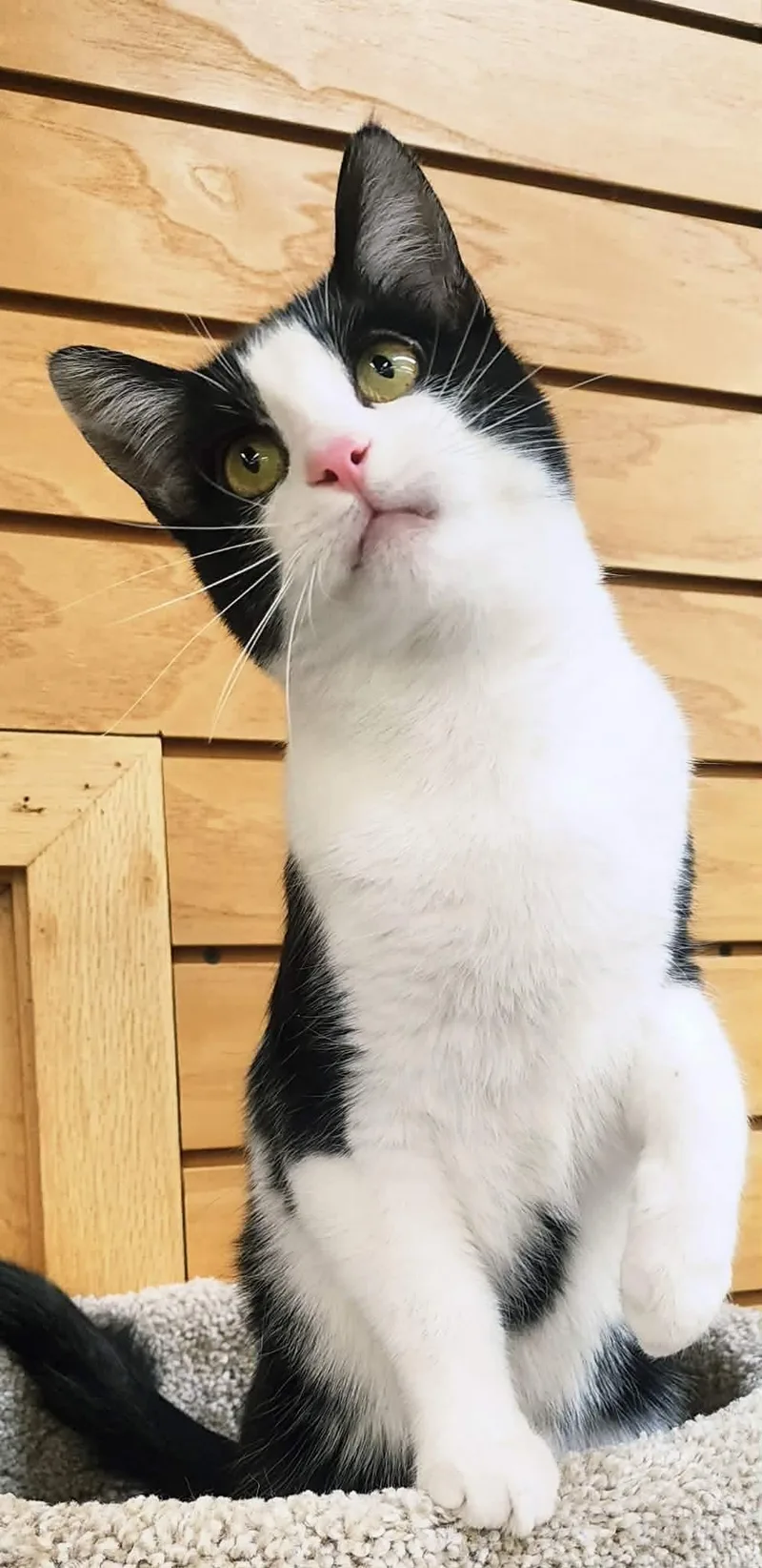 Gio